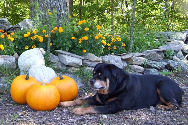 billsquashpumpkins