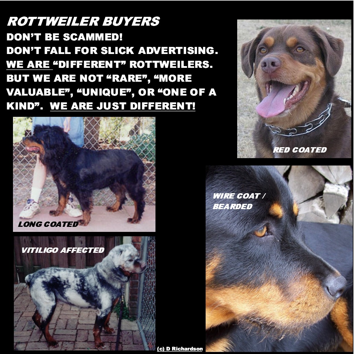 Vitiligo rottweiler 2024 for sale