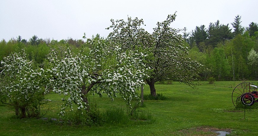appleblossoms
